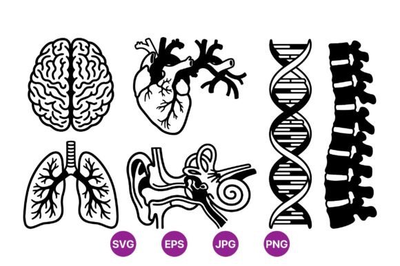 Human Anatomy Vector Icons